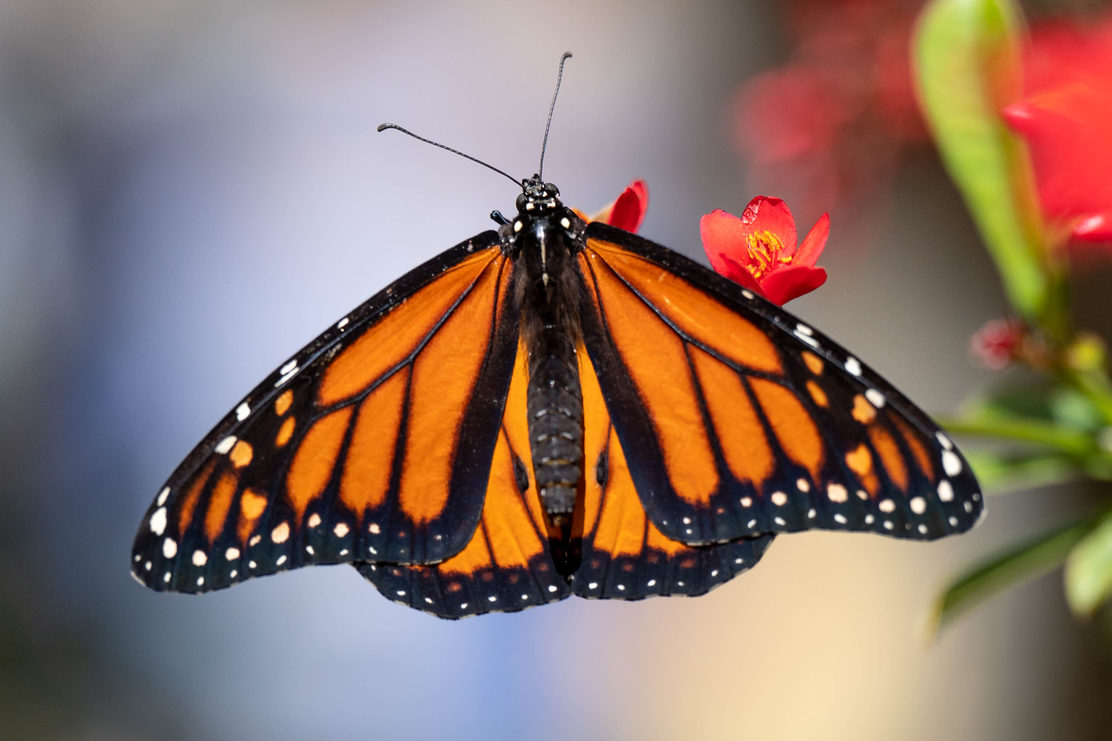 Monarch butterfly migration is starting, and they need our help.