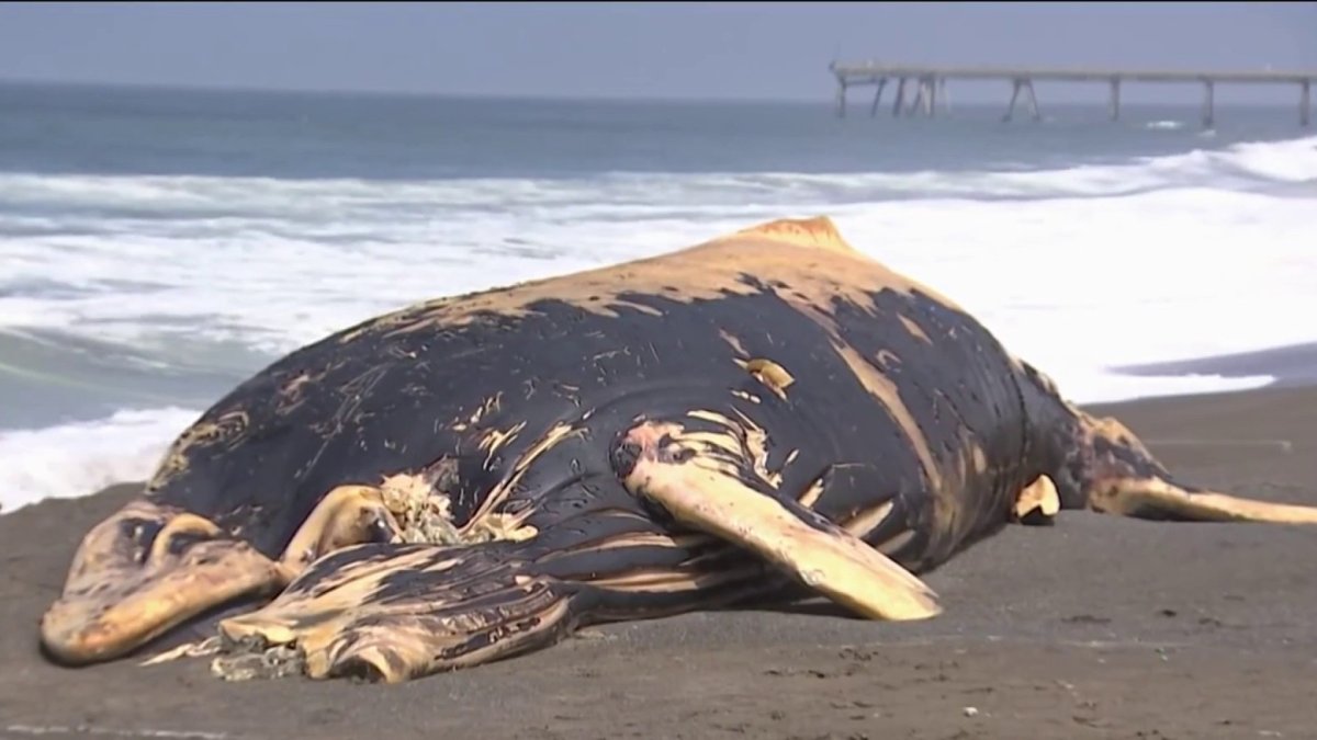 Dead Humpback Whale Washes Up on Northern California Beach - Vimarsana News