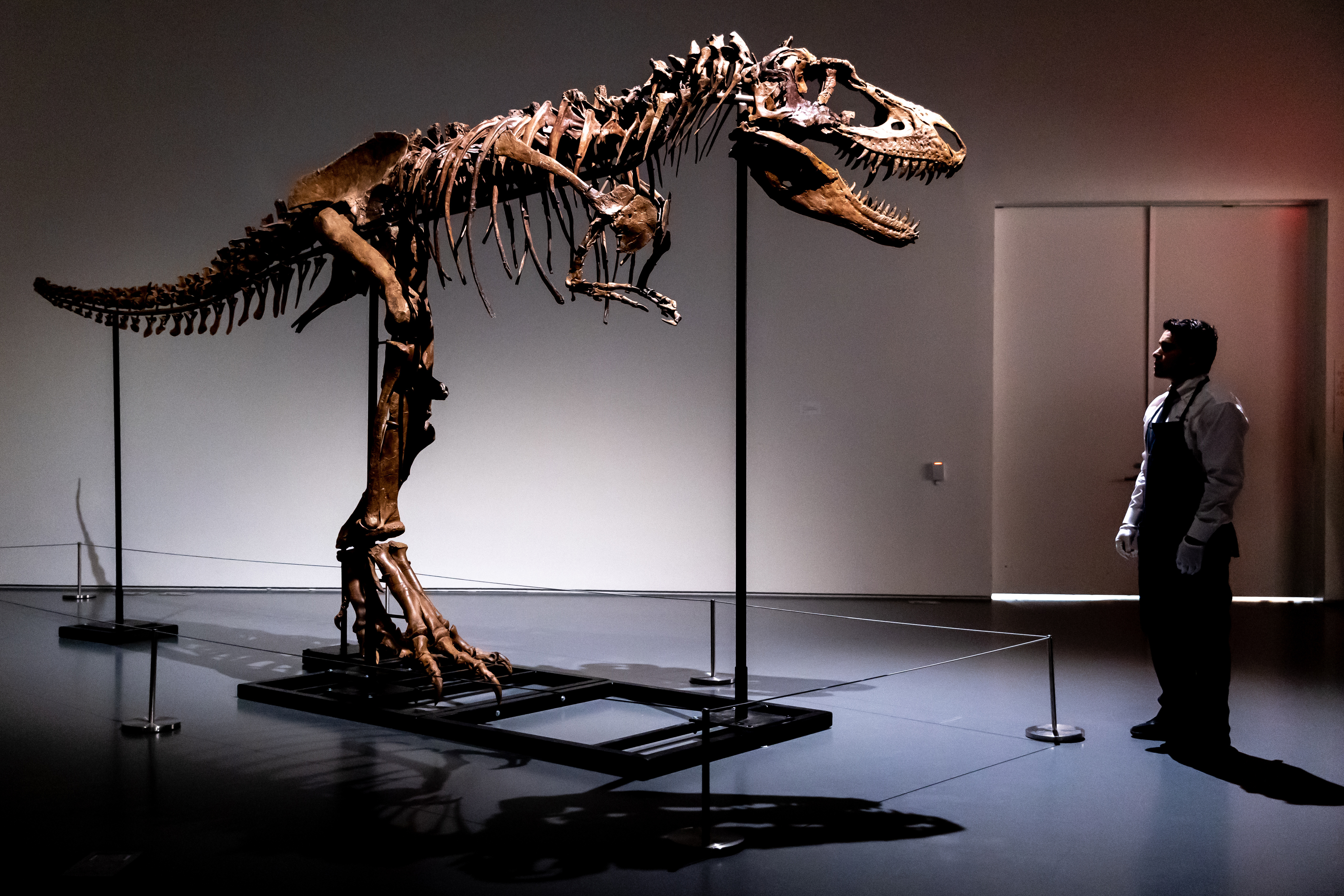 T. rex skull up for auction, could fetch $20 million