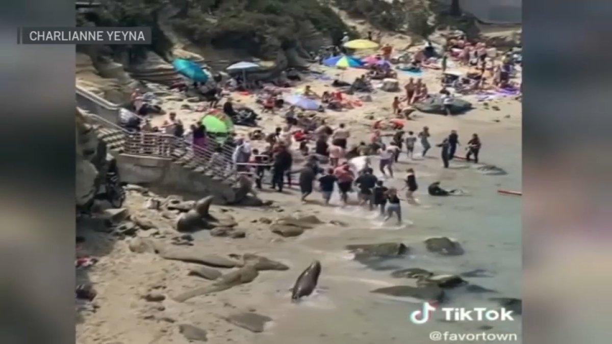 Viral Video Shows Sea Lions Chase Away Beachgoers in Southern