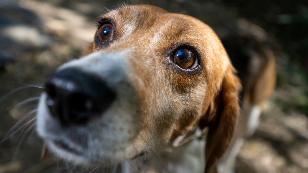 This is the dog breed Illinoisans are looking to rescue most, data shows