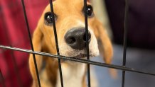 Provided by Anderson Humane