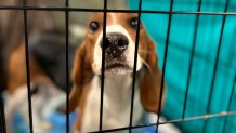 Provided by Anderson Humane