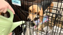 Provided by Anderson Humane