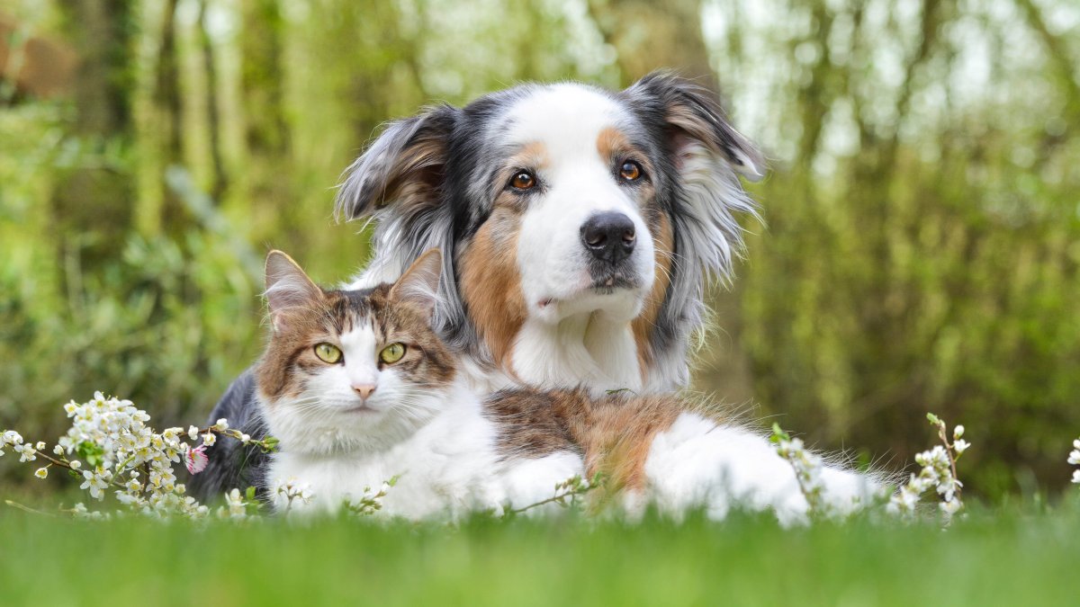 Clear The Shelters 2022 in Chicago – NBC Chicago Clear The Shelters 2022 in Chicago – NBC Chicago