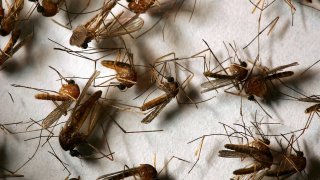 HEMET, CA – APRIL 26:  A field sample of mosquitoes that could carry West Nile Virus is seen at offices of the Riverside County Department of Environmental Health on April 26, 2007 in Hemet, California. California health officials announced this week that West Nile Virus season is starting earlier than usual because of an unusually warm March. Mosquitoes that carry the virus have begun breeding earlier than usual and the West Nile Virus has been detected in mosquito pools, birds, or horses in eight California counties. Although the virus has not been detected in humans so far this year, 24 people have died and 1,200 sickened by the virus over the past two years in California. West Nile can be transmitted from infected birds, squirrels, and other animals to humans and animals such as horses through several varieties of female mosquitoes. The disease first appeared in the United States in 1999 in New York and killed hundreds of people during its westward expansion before gaining a firm foothold in California in 2004. In reaction to the early start of West Nile Virus season, the California State Legislature this week declared April 23-29 “West Nile Virus and Mosquito and Vector Control Awareness Week”. The effected counties include Imperial, Los Angeles, Orange, Riverside, Santa Clara, San Diego, Sonoma and Stanislaus.  (Photo by David McNew/Getty Images)