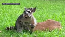 Raccoon and baby deer share hugs and friendship – NBC Chicago