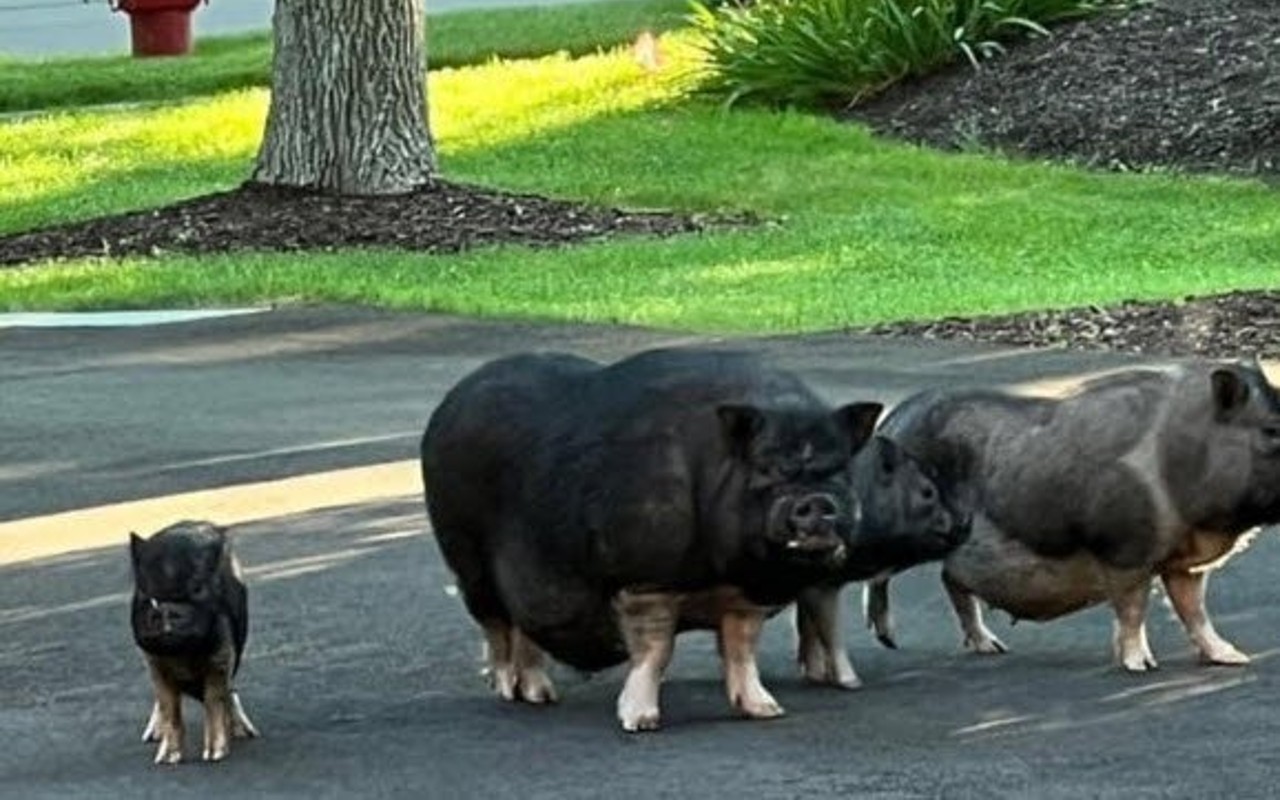 Four Pigs Are on the Loose in a Western Chicago Suburb