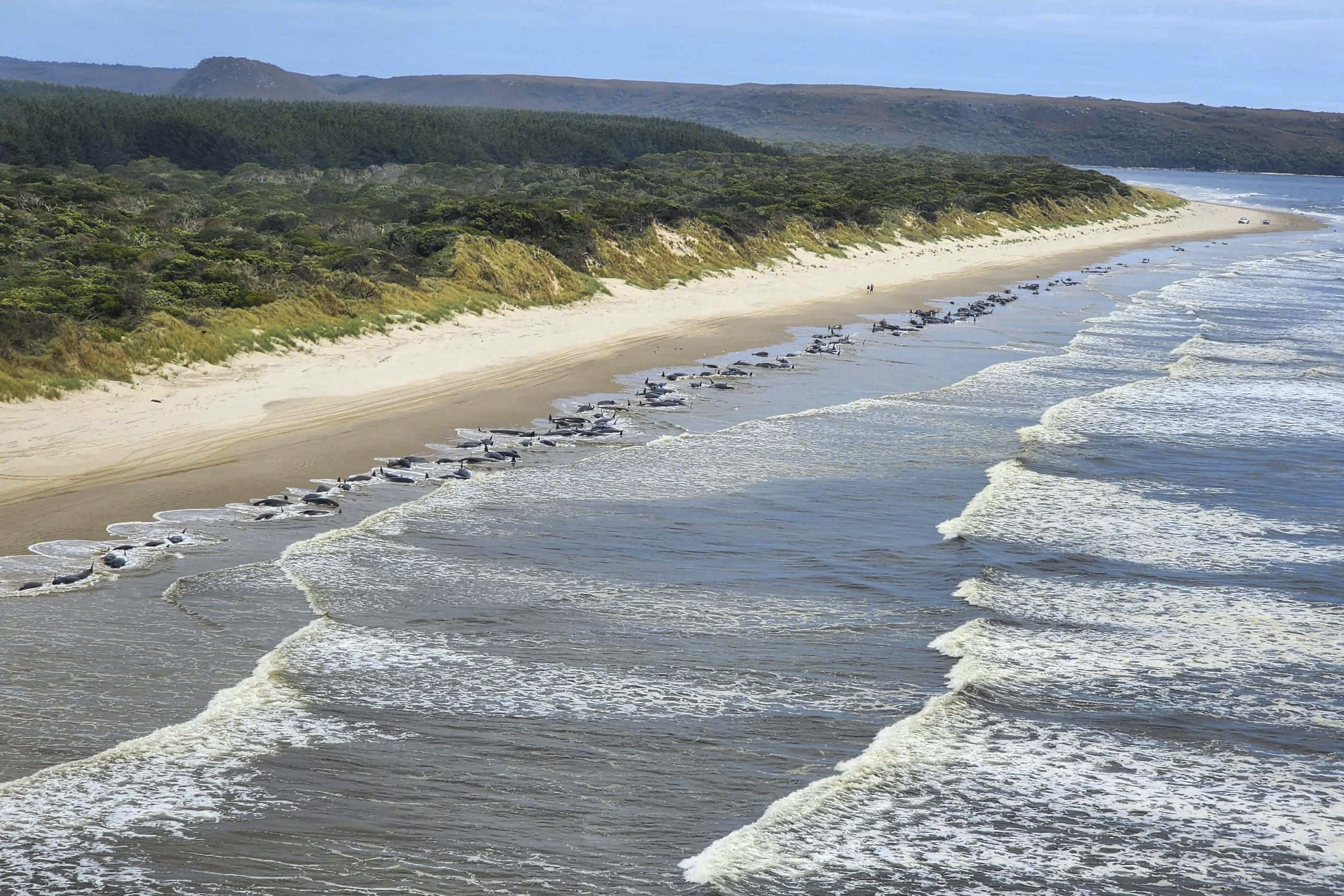 Pounding Surf Kills Approximately 200 Whales Remaining Stranded on Australian Coastline – NBC Chicago