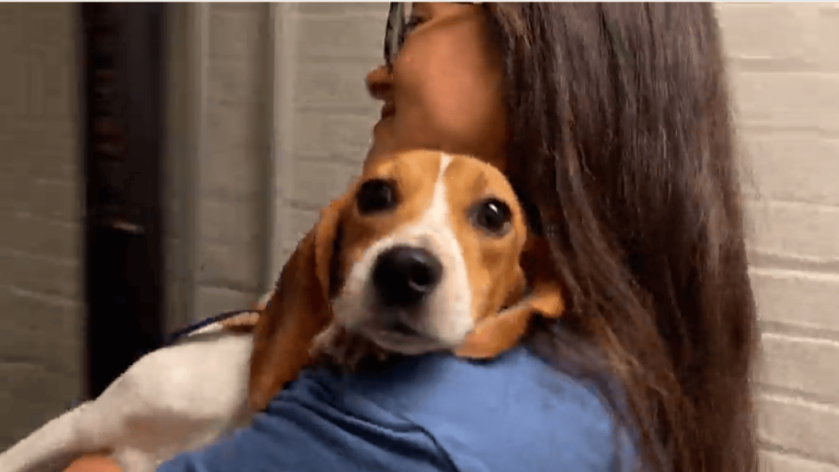 PHOTOS: 36 Rescued Beagle Pups Arrive at Chicago Anti-Cruelty Society ...