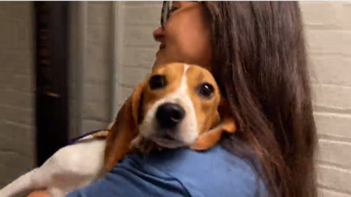 PHOTOS: 36 Rescued Beagle Pups Arrive at Chicago Anti-Cruelty Society