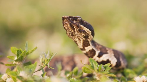 Stretch of Road in Southern Illinois Shut Down Due to Snake Migration