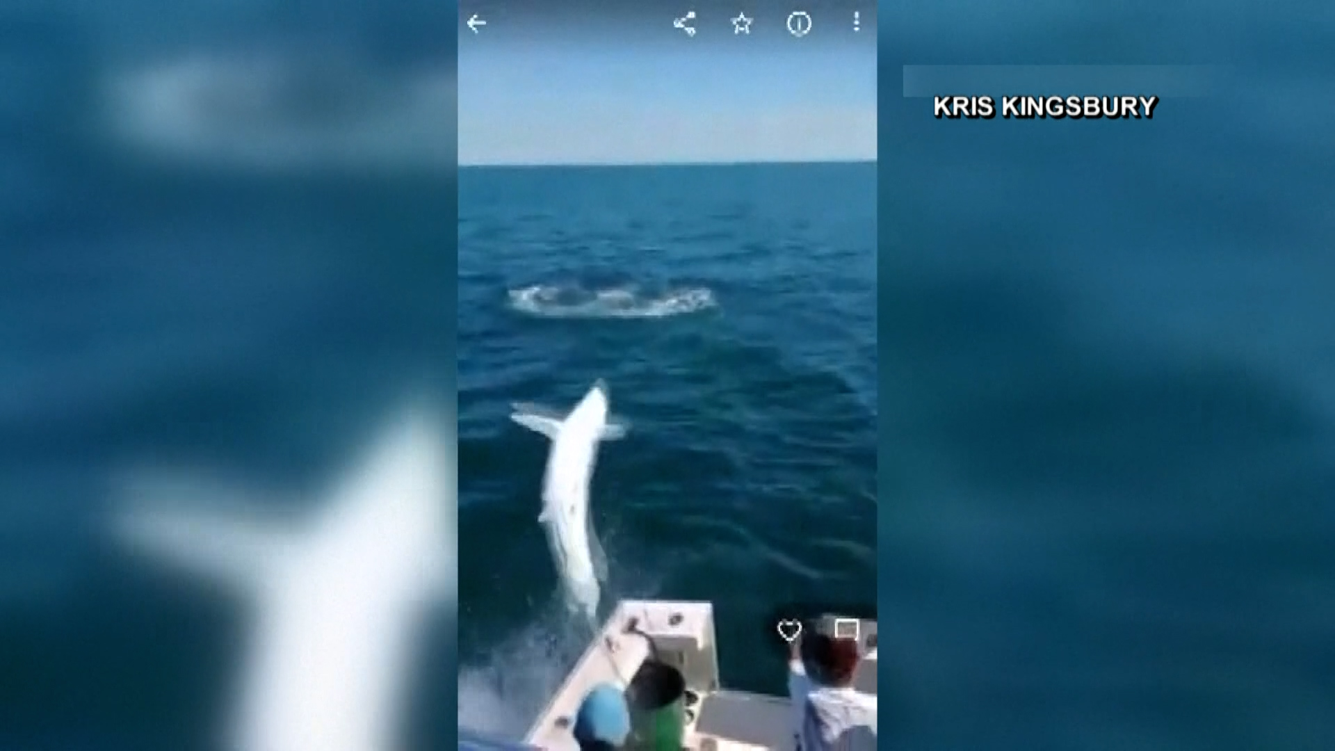 WATCH 7Foot Mako Shark Jumps Into Boat NBC Chicago