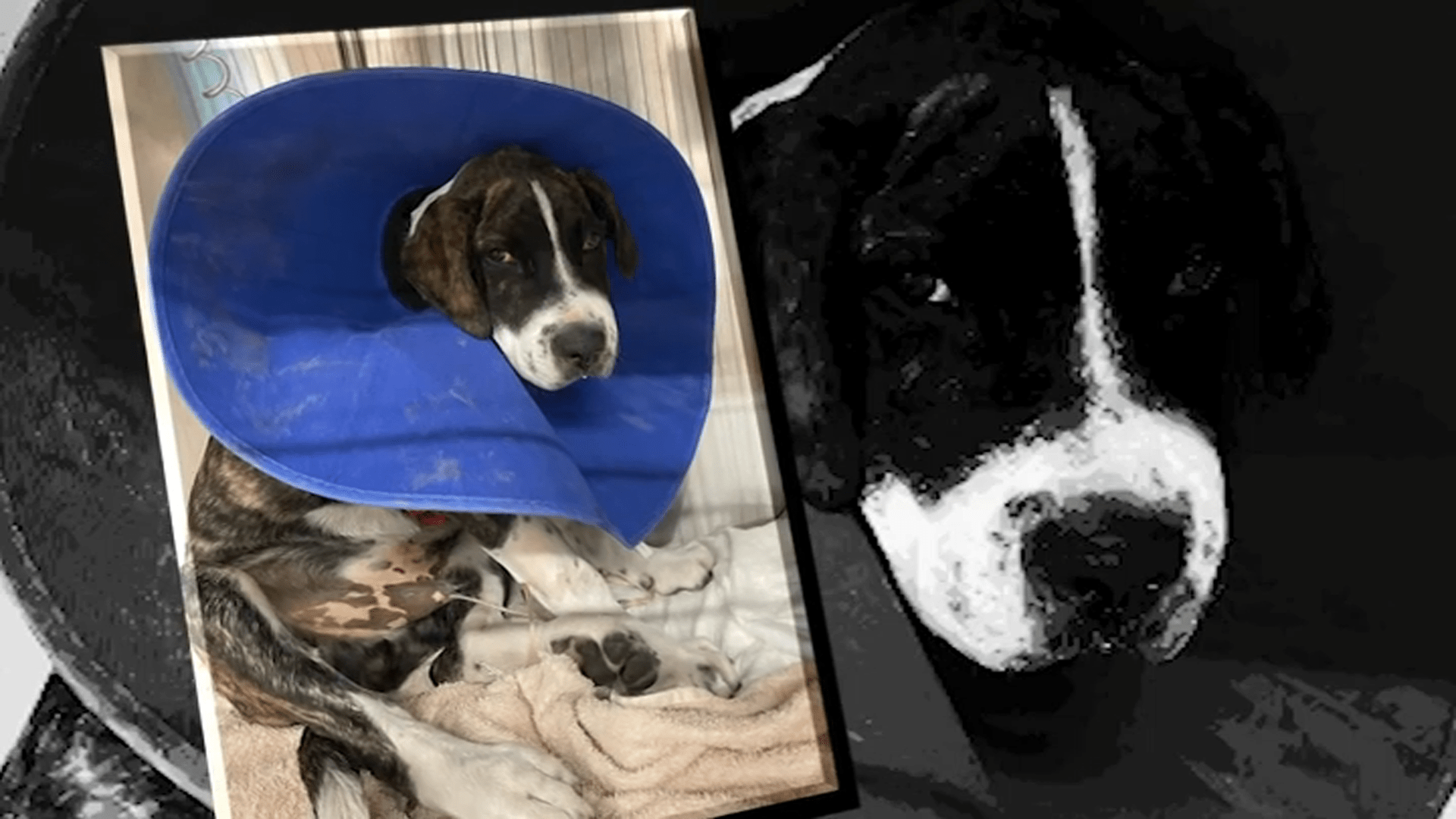 Chicago-Area Veterinarian, Pet Proprietors Warn of Improve in Leptospirosis Situations – NBC Chicago