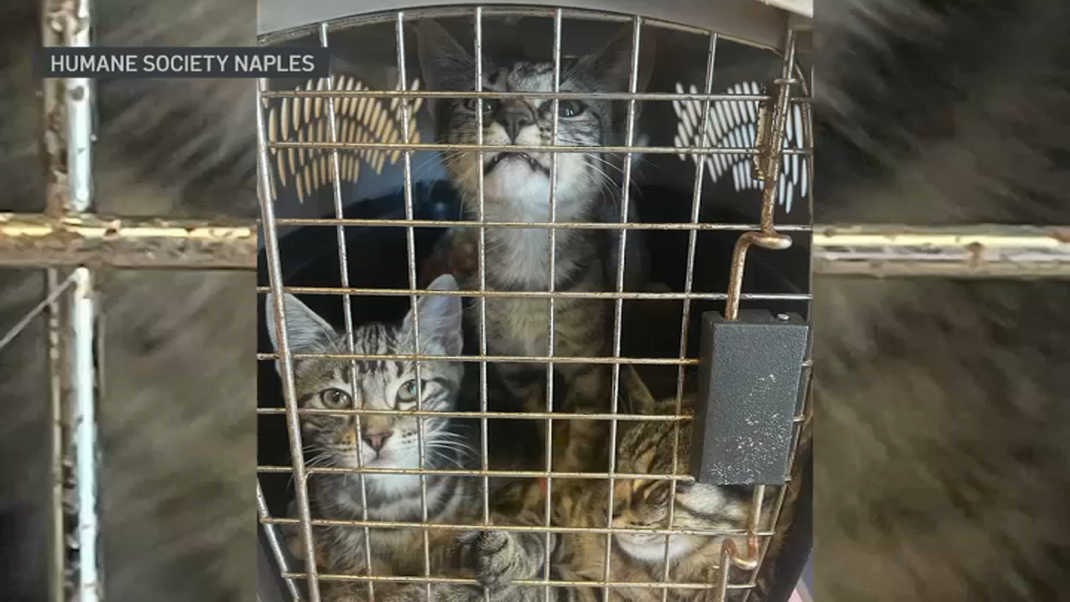 Chicago Volunteers Depart for Florida to Rescue Animals Impacted By Hurricane Ian