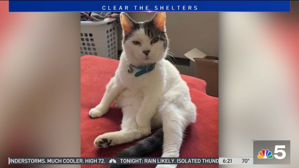 Picture of Cat With Separation Anxiety Poses Unique Challenge for Owner – NBC Chicago