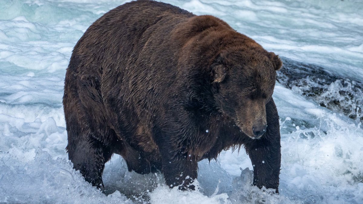 Fat Bear Week could be postponed if government shuts down – NBC Chicago - Vimarsana News