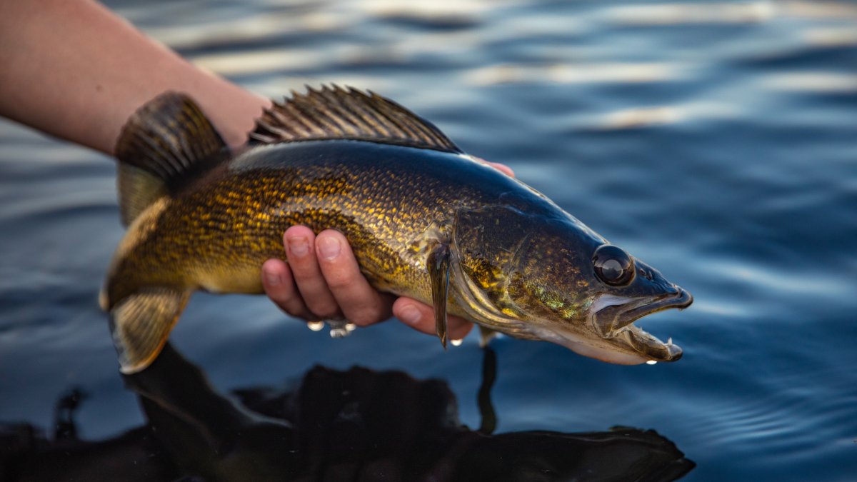 Investigation Ongoing in Competitive Fishing Cheating Scandal – NBC Chicago - Vimarsana News