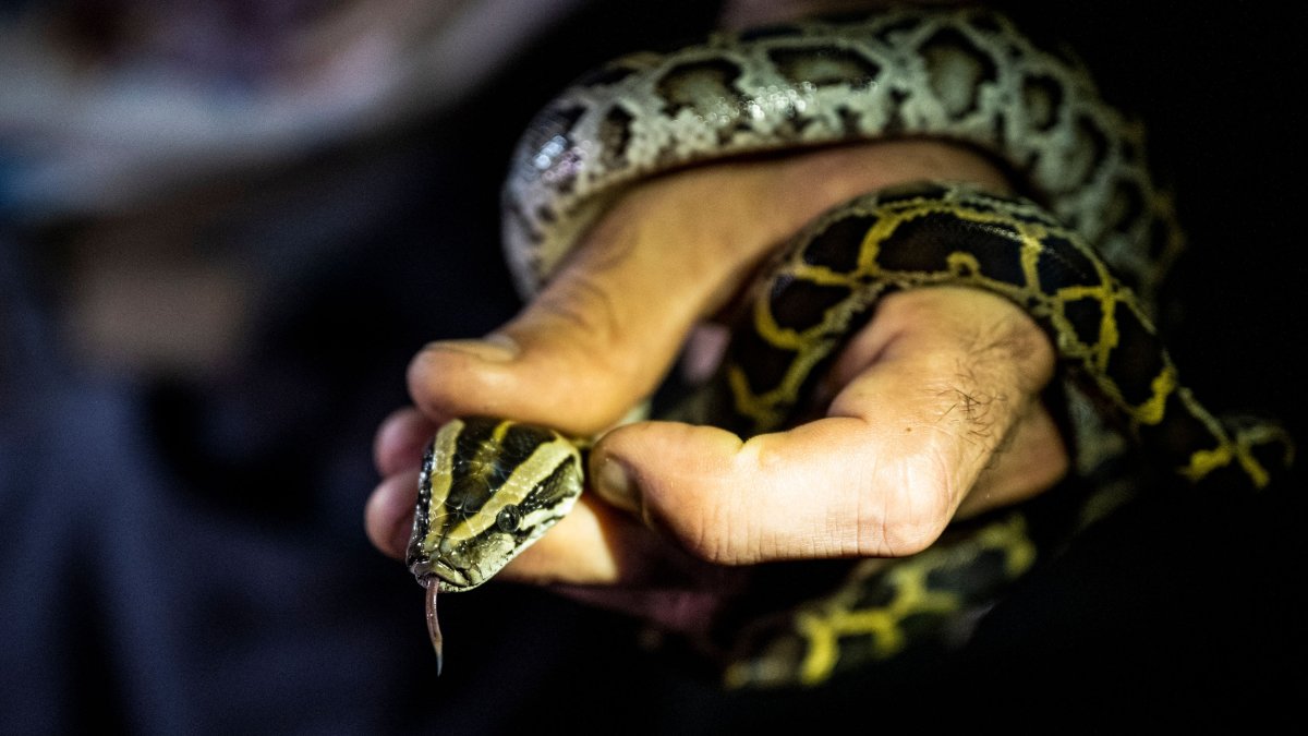 NY Man Charged With Smuggling Pythons in His Pants at US-Canada Border – NBC Chicago - Vimarsana News
