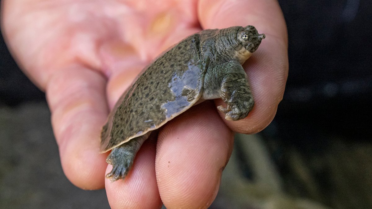 Tiny turtles causing salmonella infections in young kids across 21 states, including Illinois