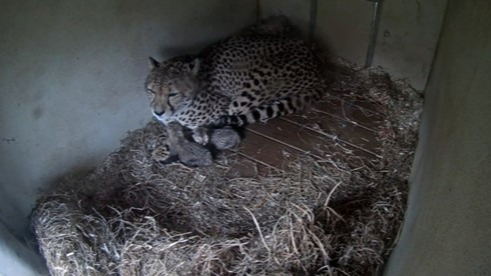 Newborn Cheetah Cubs Add to Conservation Efforts at National Zoo