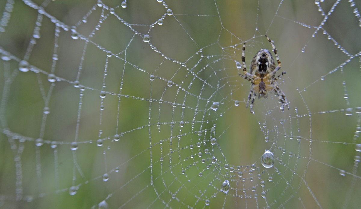 You're not dreaming. Huge spider webs really are popping up all over the  place - The San Diego Union-Tribune