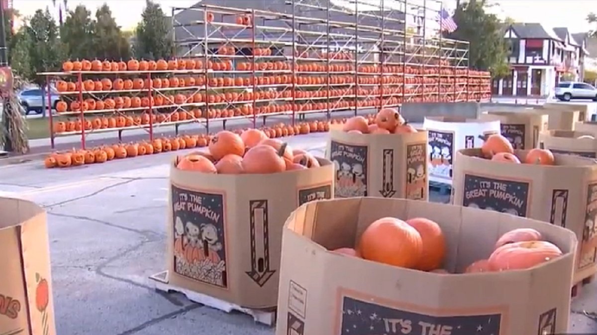Highwood Pumpkin Festival to Take Place This Weekend NBC Chicago