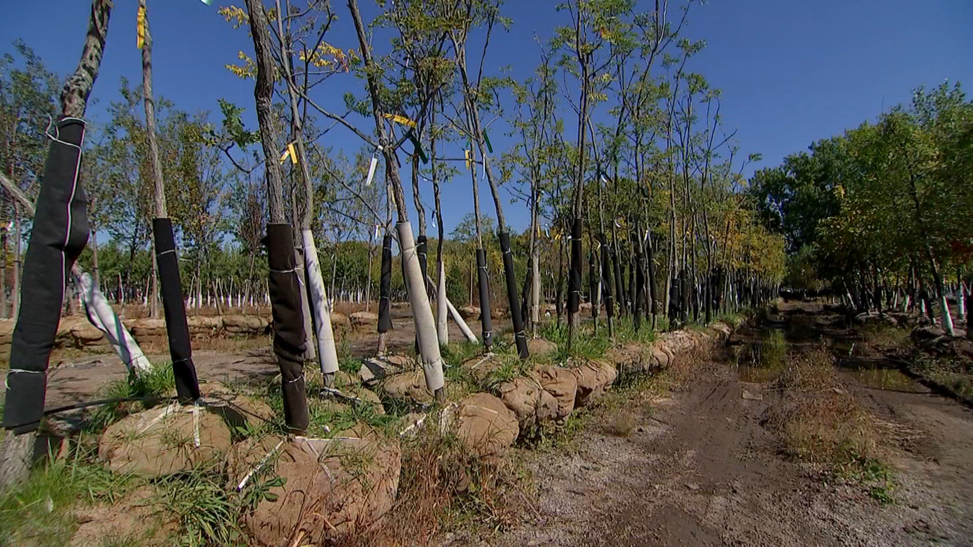 Hundreds of Trees Lie Unplanted in Chicago Lots, With Critics Worried They'll Die in First Frost