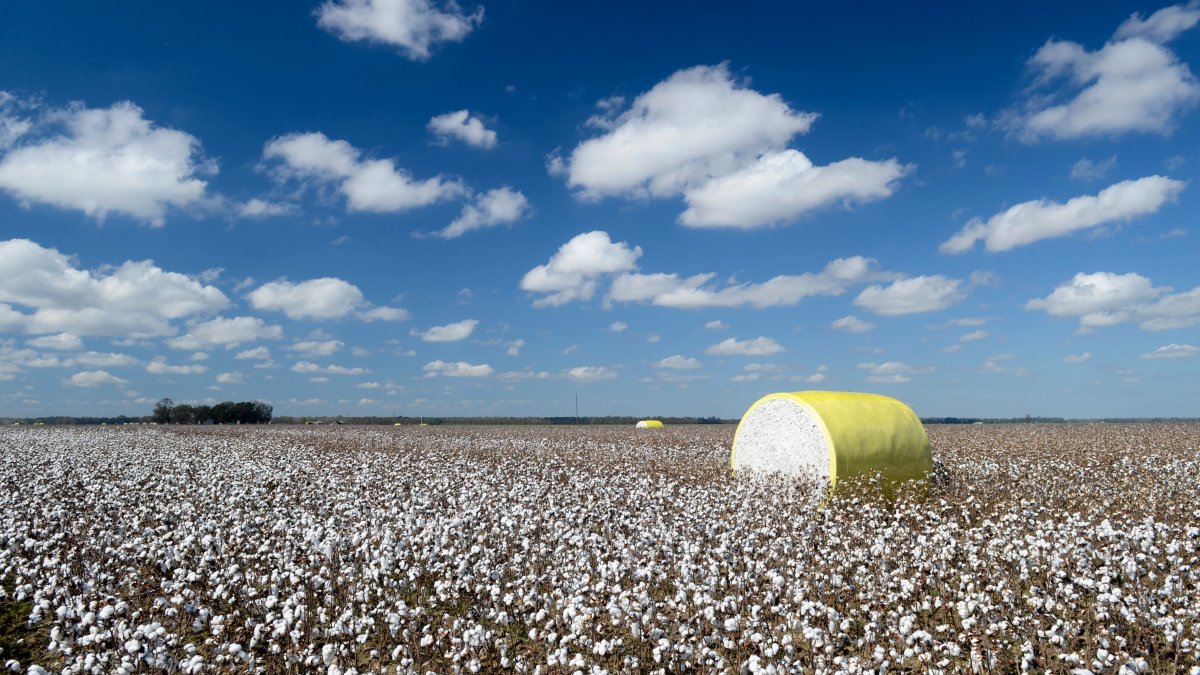 How Drought Cost America's Cotton Industry Billions