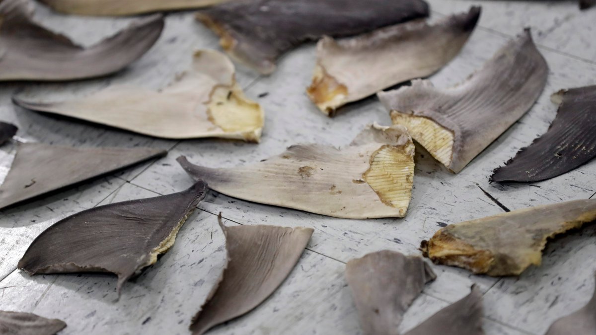 Wildlife Conference Boosts Protection for Sharks, Turtles – NBC Chicago - Vimarsana News