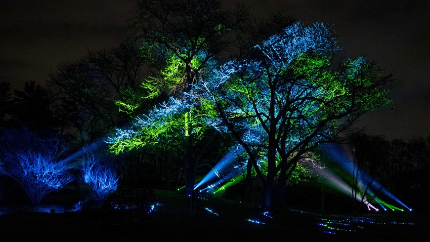 Fotos de arboles iluminados en el Morton Arboretum.
