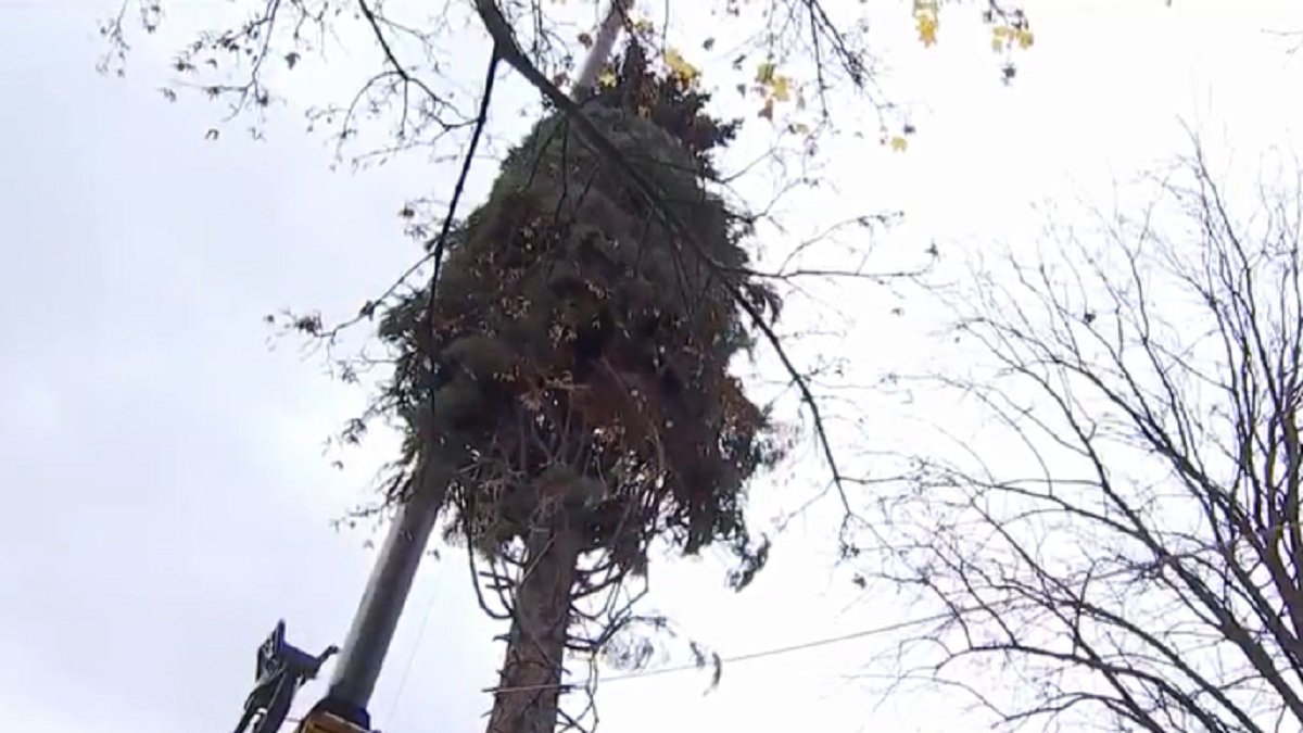 This Year’s Chicago Christmas Tree Cut In Morton Grove NBC Chicago