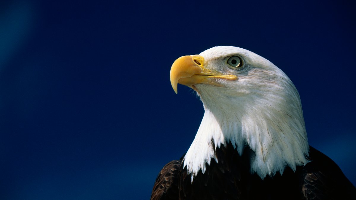 3 Bald Eagles Die in Minnesota After Eating Euthanized Animals – NBC Chicago - Vimarsana News