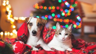Cat and dog under a christmas tree. Pets under plaid