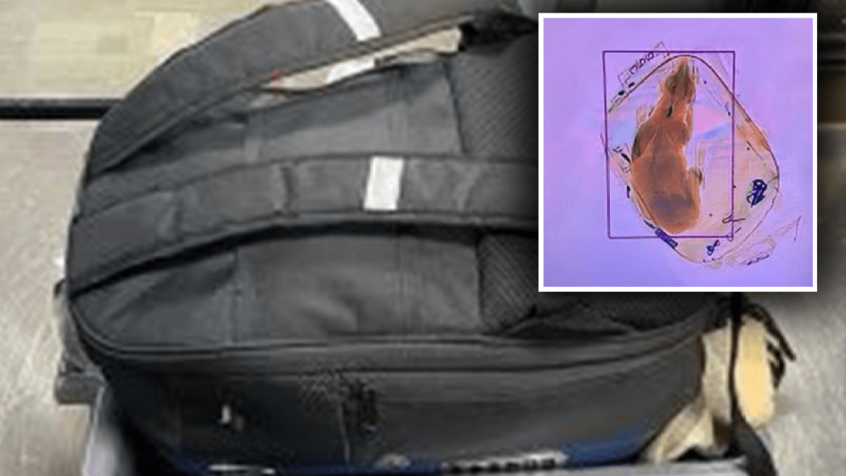 TSA Finds Cat Inside Carry On Bag After X Ray Scan at Airport