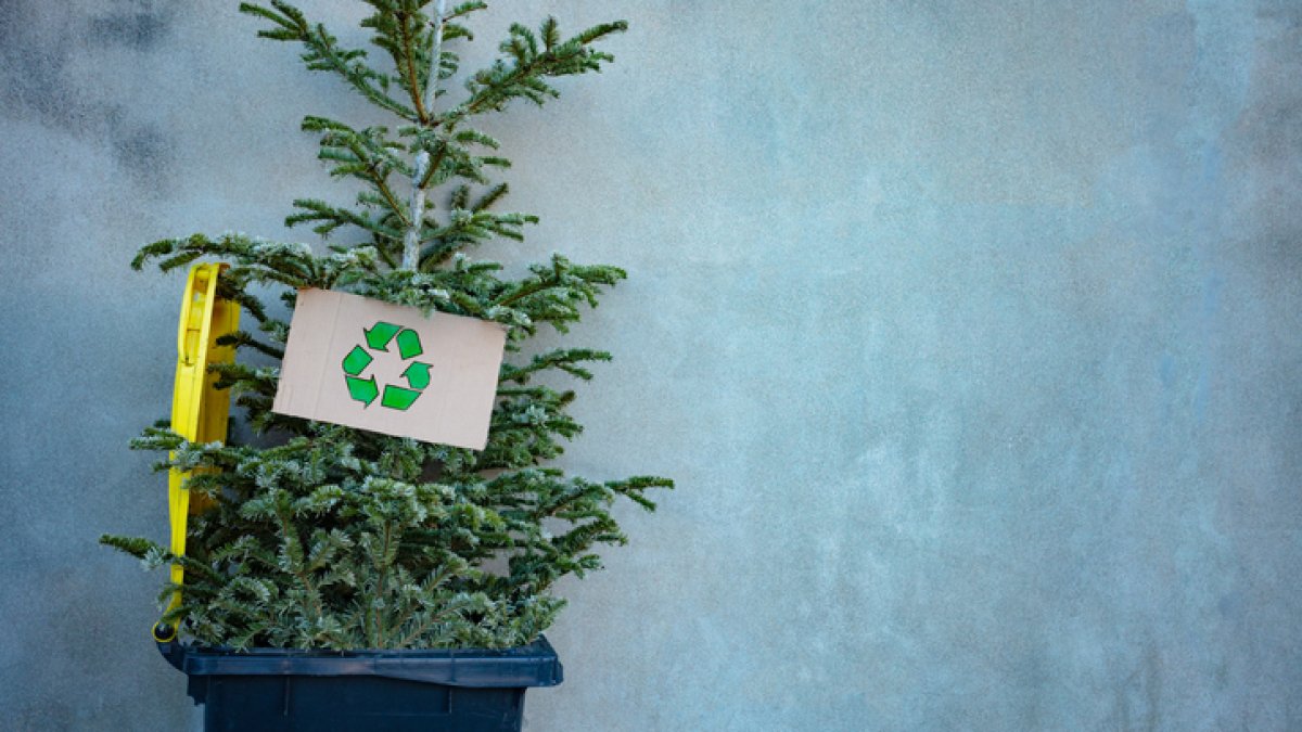 When It's Time to Take Down Your Christmas Tree, Think Recycling