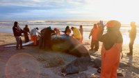 Whale That Washed Up on NJ Beach Likely Died From Vessel Strike