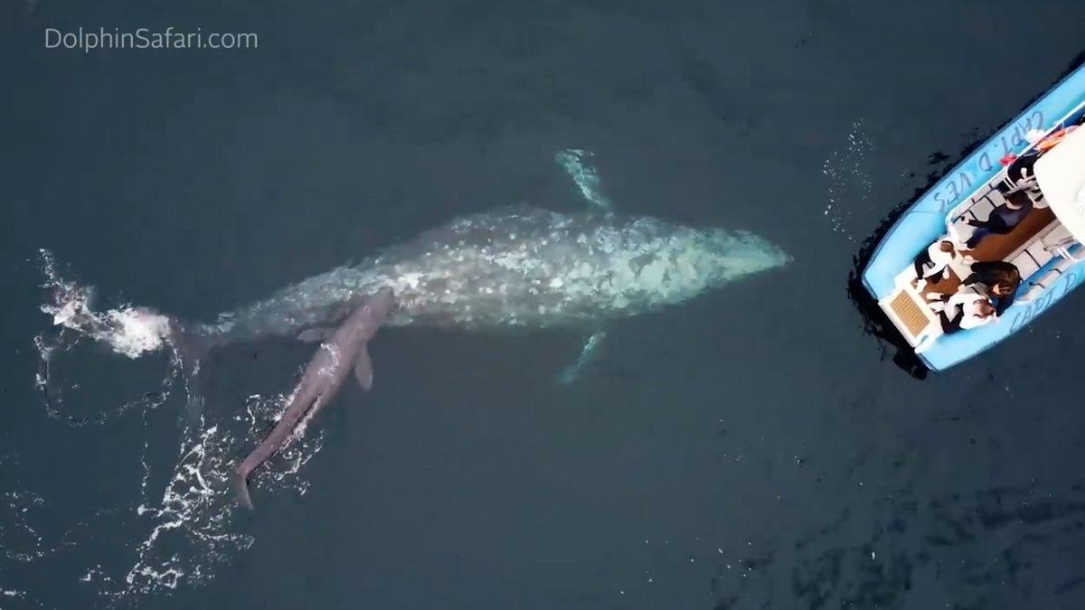 Watch: Whale Gives Birth and Shows Off Calf to Whale Watching Tour – NBC Chicago - Vimarsana News