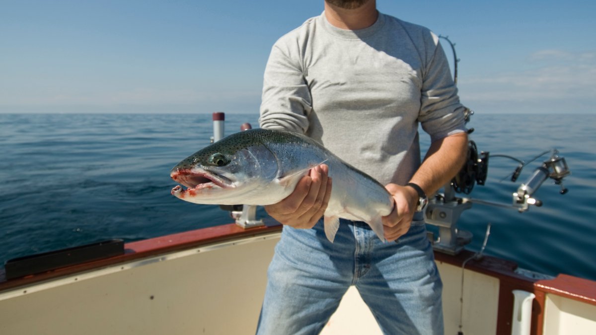 Eating 1 Fish From Great Lakes Equal to Drinking Month's Worth of  Contaminated Water: Study – NBC Chicago