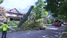 City crews removed the tree above the leaking water line on Oct. 6, 2022.