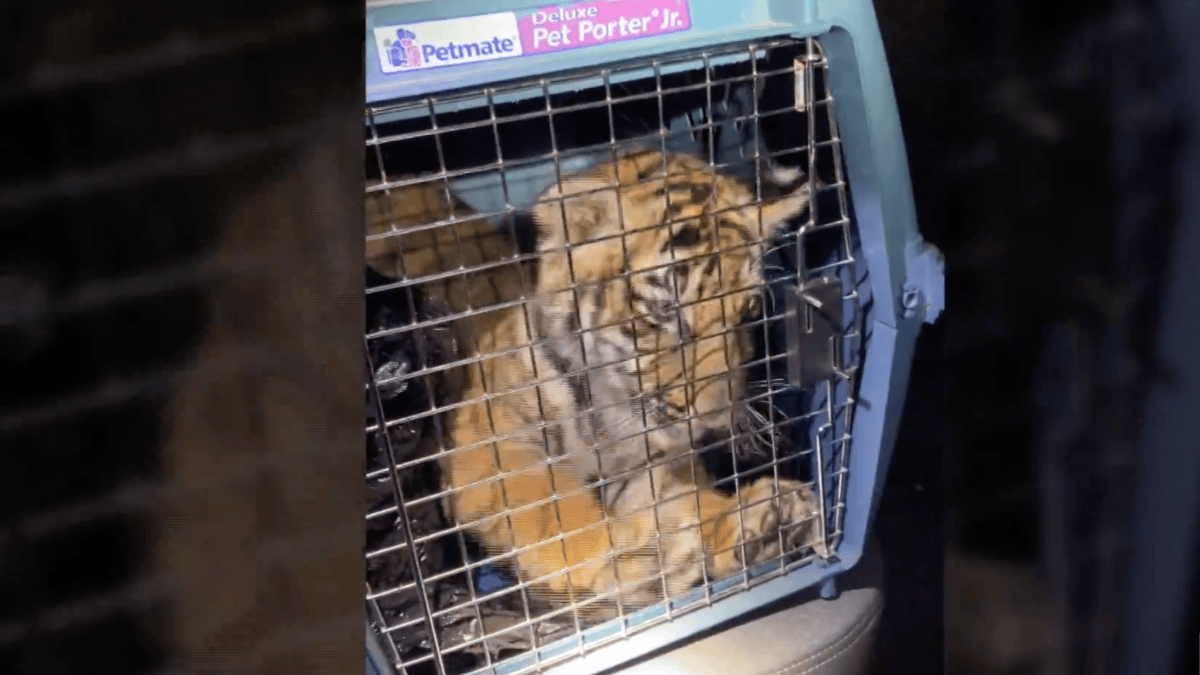 Police Find Bengal Tiger Inside Trailer Home in New Mexico – NBC Chicago - Vimarsana News