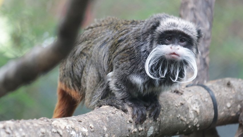 The Dallas Zoo says two emperor tamarin monkeys are missing and that police believe they were taken, Jan. 30, 2023.