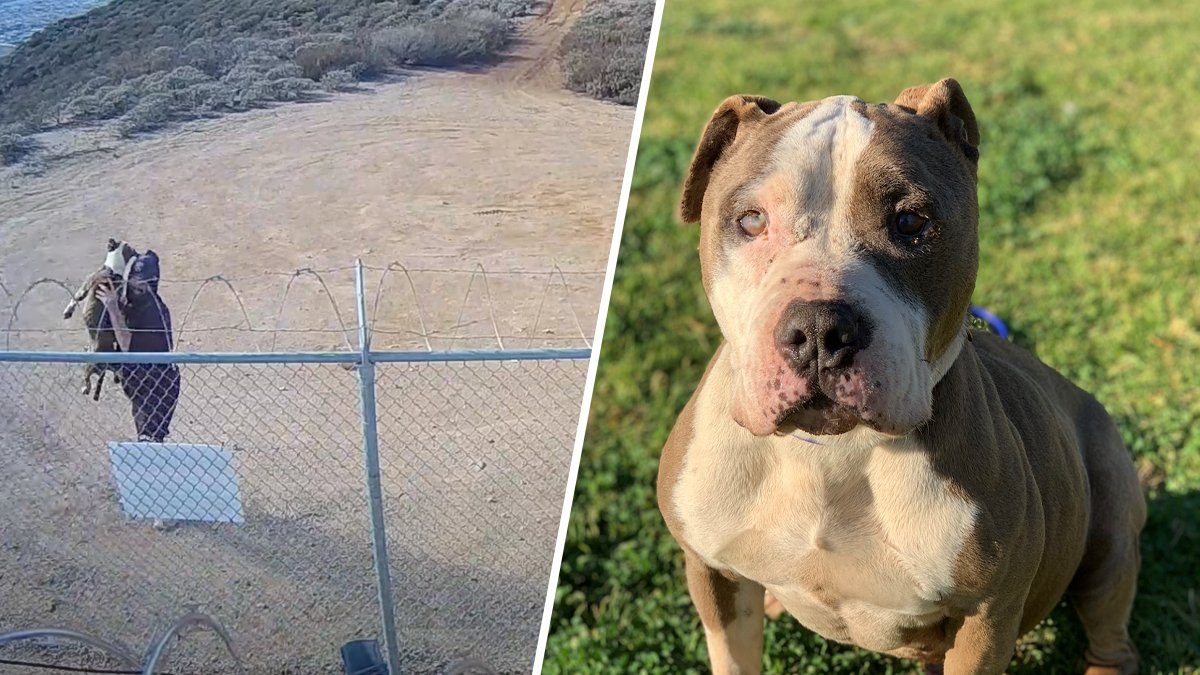 Video: Dog Miraculously Unharmed After Man Tosses It Over Fence – NBC Chicago - Vimarsana News