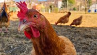 ‘Eggs-Orbitant' Egg Prices Send Some California Residents Rushing to Raise Chickens