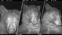 Brown Bear Discovers Wildlife Camera at Colorado Park and Takes Hundreds of Selfies