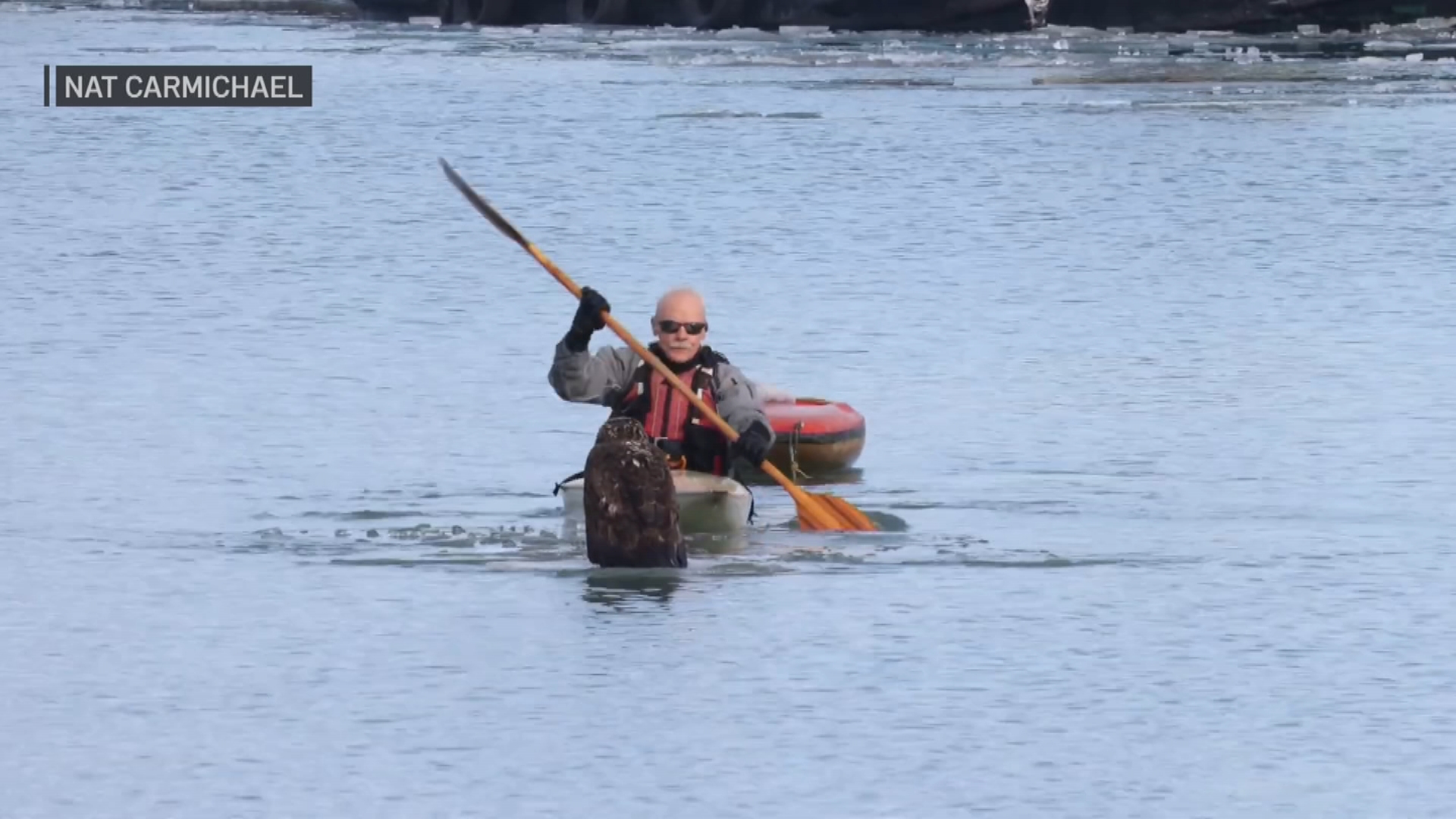 Video Captures Bald Eagle Rescued From Waukegan Harbor