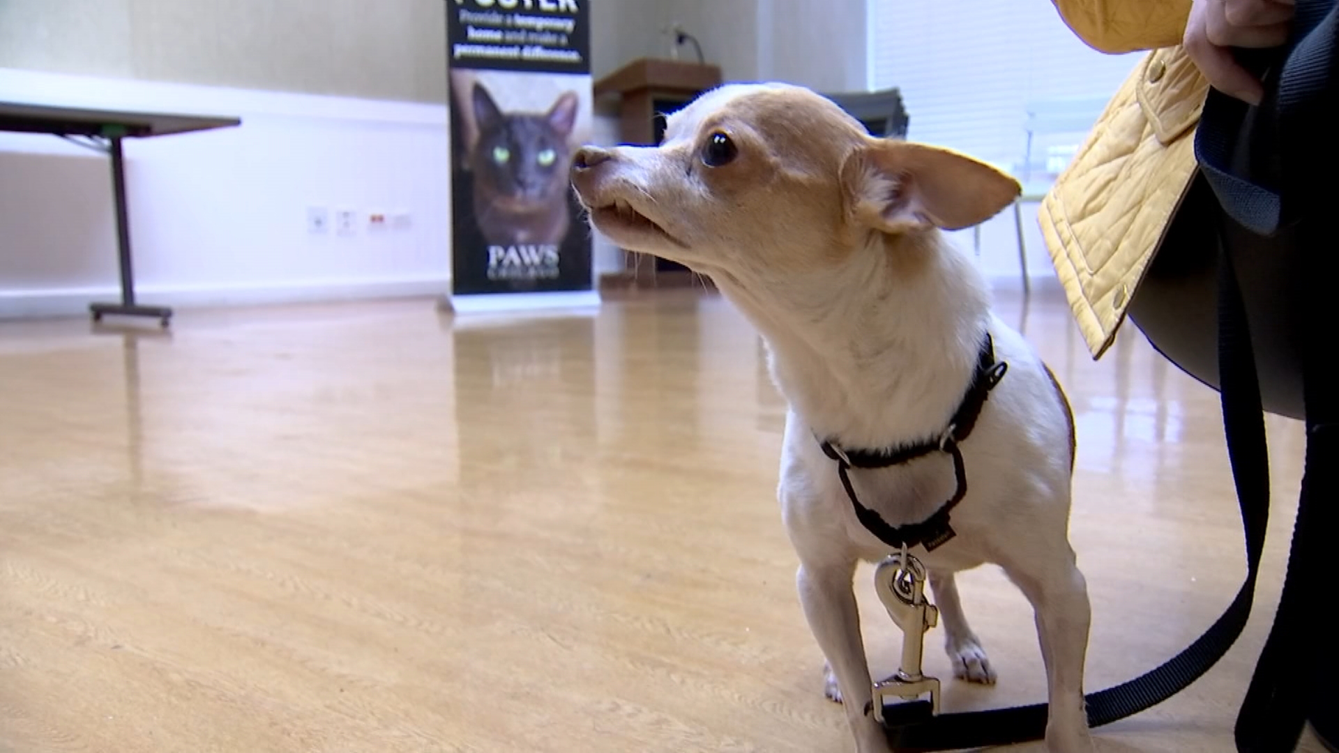 Chicago Animal Shelter Honors Betty White's Birthday With Adoption Drive – NBC Chicago Chicago Animal Shelter Honors Betty White's Birthday With Adoption Drive – NBC Chicago