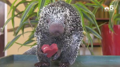Video: Animals at Brookfield Zoo Receive Valentine's Day Treats – NBC  Chicago