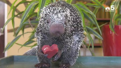 Video: Animals at Brookfield Zoo Receive Valentine's Day Treats – NBC Chicago Video: Animals at Brookfield Zoo Receive Valentine's Day Treats – NBC Chicago