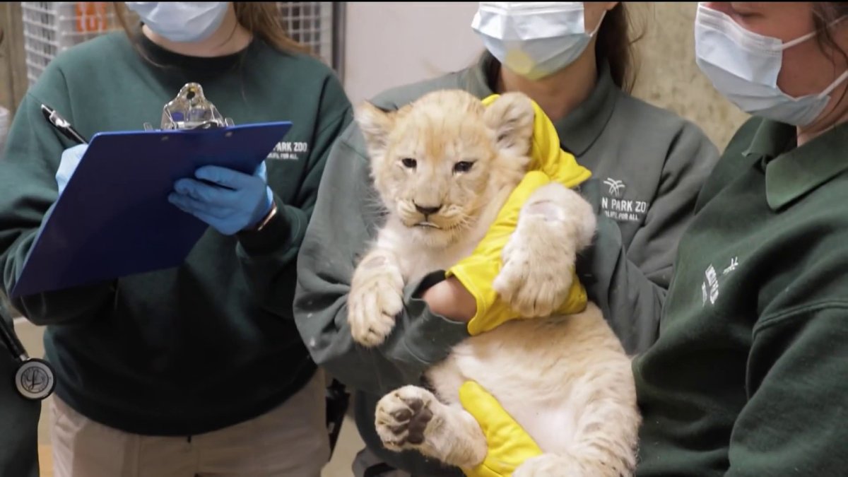 lincoln-park-zoo-s-african-lion-cubs-get-first-exam-nbc-chicago